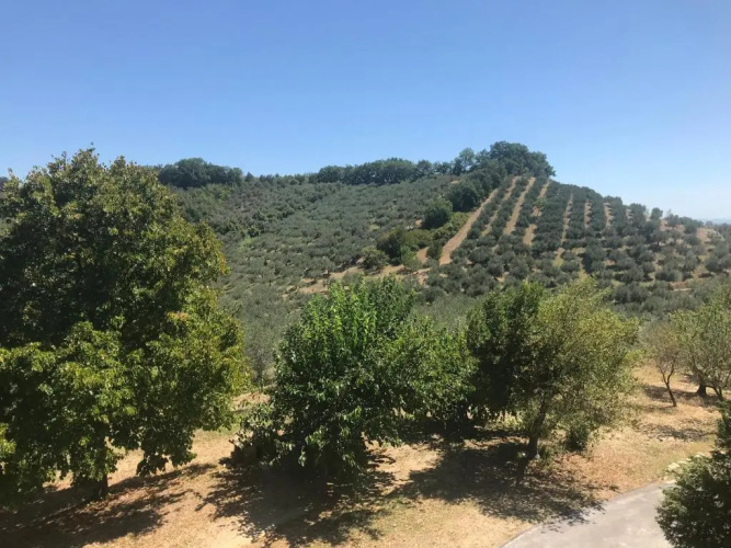 L'Oleandro