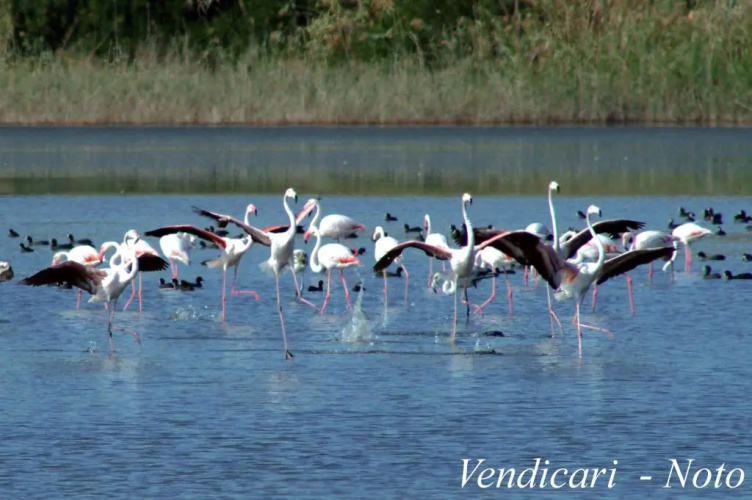 Case Vacanze Ducezio