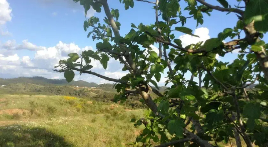 Herdade Carvalhal