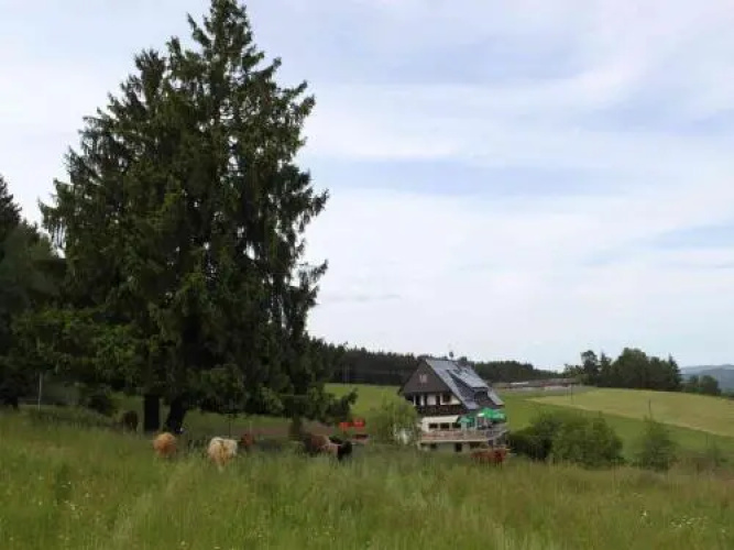 Café Pfaus Heidburg