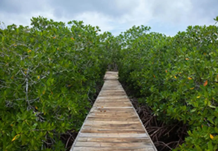Isla Madre Selva