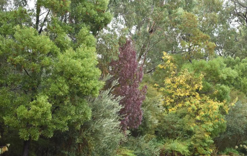 Sanctuary House Healesville Motel