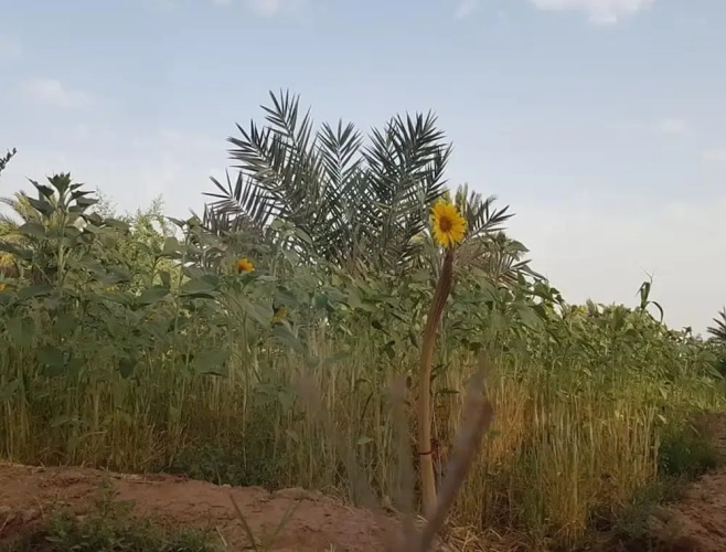 Sahara Source Vie