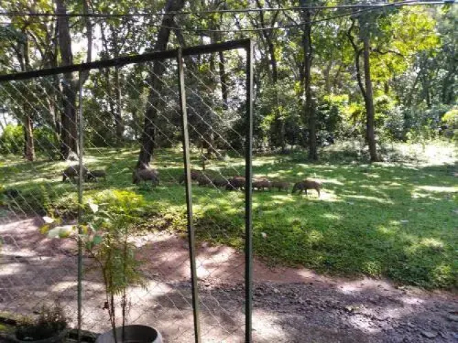 Wild Window - Forest View Homestay