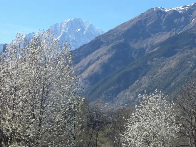 Standard Single room with mountain view
