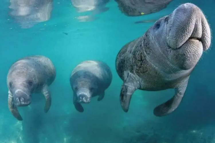 The Happy Haven Near Manatee Tours