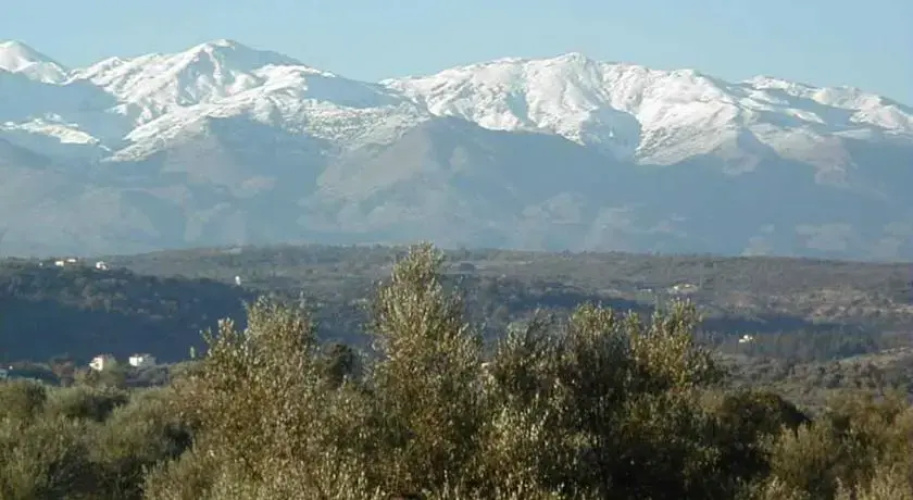Saint Basil Olive Grove