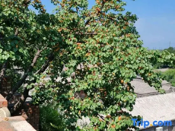 Badaling Town Grape Courtyard