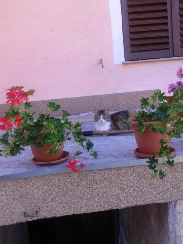 Guest House Mila