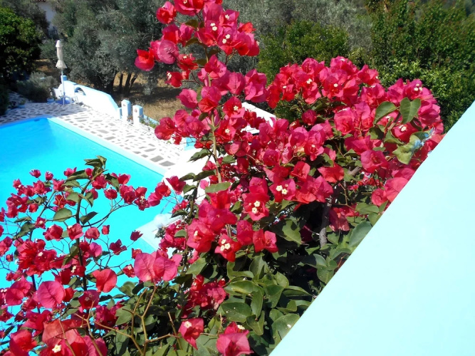 Meltemia Studio Samos Near the Beach
