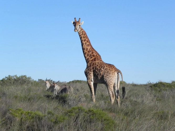 Thali Thali Game Lodge