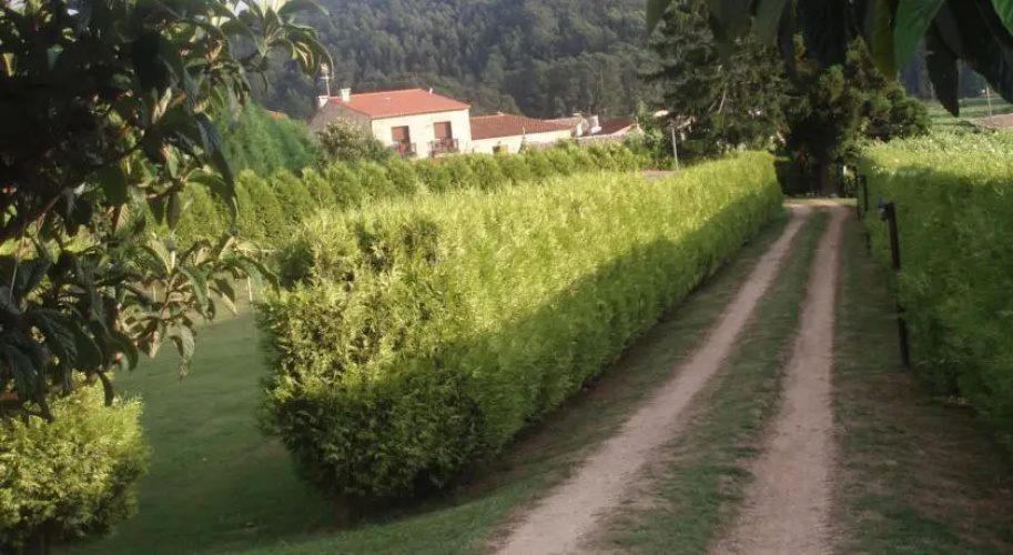 Eirado Do Pino