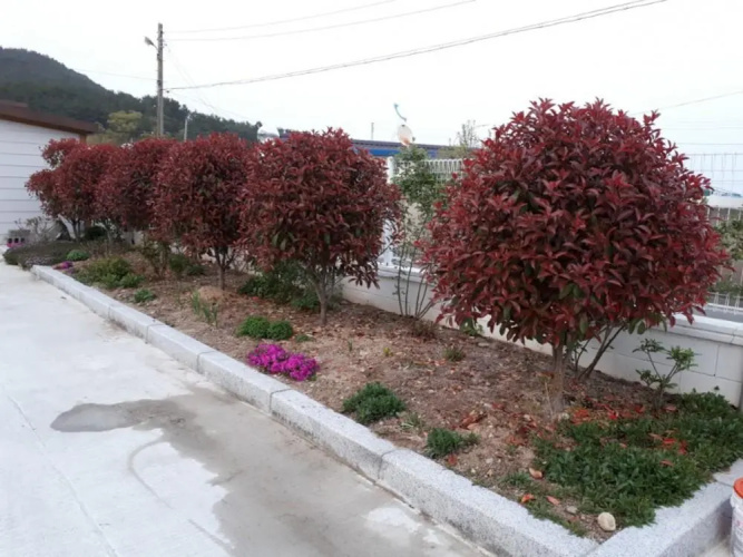 Pohang Wolpo Seagulls Pension