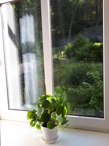 Sunvita
