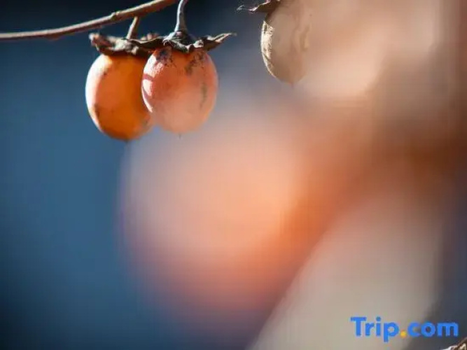 Wuyishan Biock Homestay