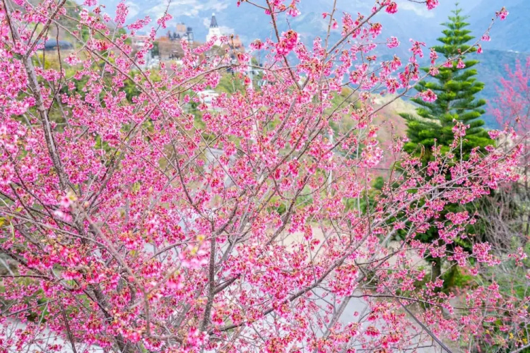 Yunnan Homestaty