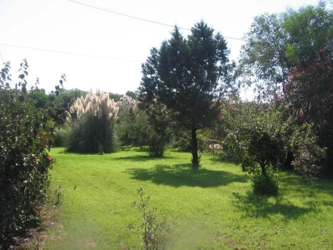 Alvi