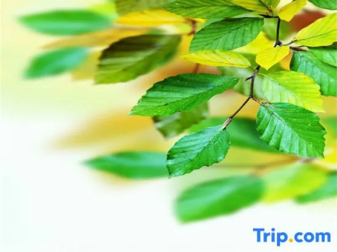 Xining Yunhui Homestay
