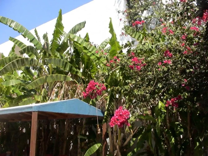 Standard Twin room with garden view