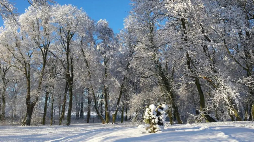 Zamek Rynkówka