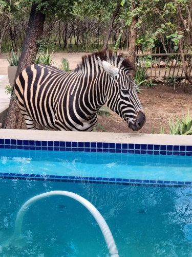 The Aloes Bush Lodge
