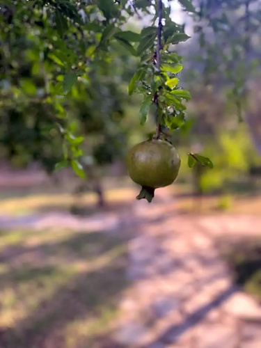 Olympos Paradi̇se Hotel
