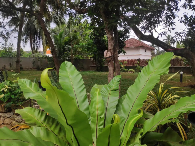 Cinnamon House