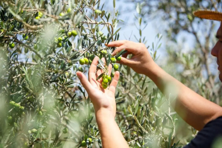Olive House