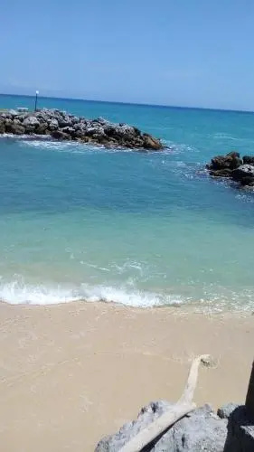 Sea Palms
