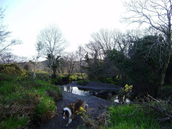 Cloverfox Connemara