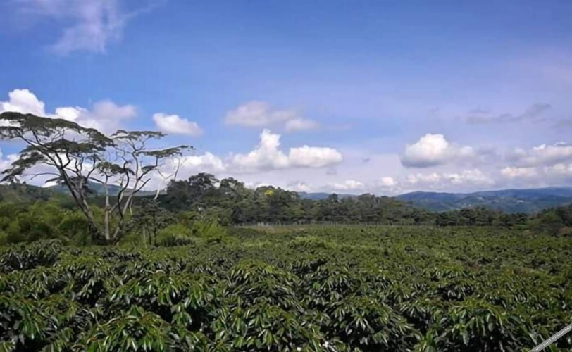 Hotel Hacienda Cafetera La Gaviota