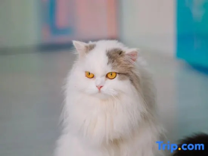 Meow+ Cat Cafe & Hotel