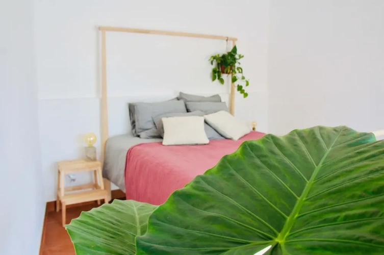 1 Bedroom Comfort Apartment with garden view