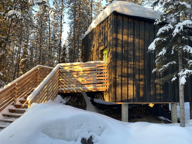 Yukon Black Spruce