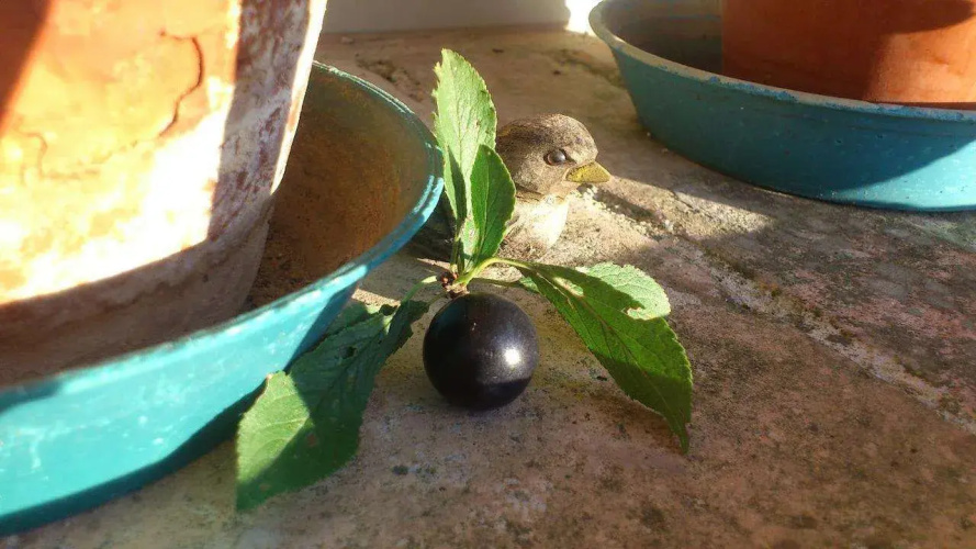 Poggio Dei Prugnoli