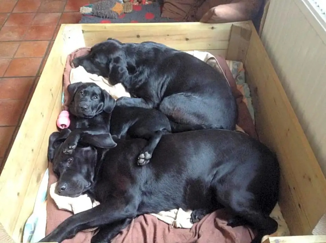 Hyacinth Bed & Breakfast