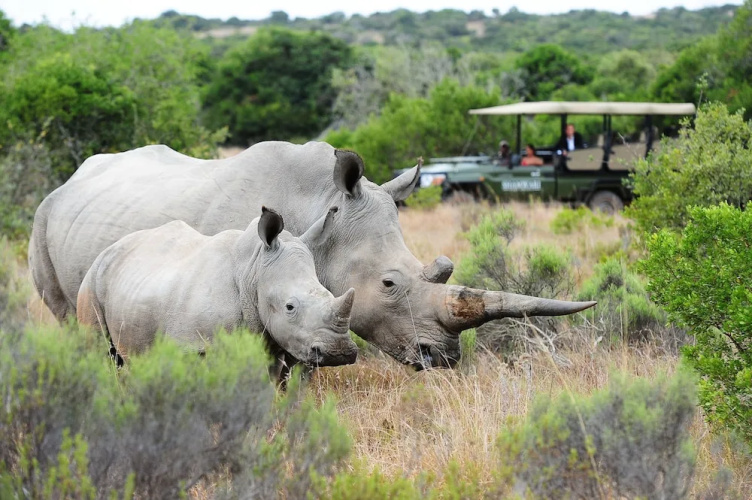 Shamwari Long Lee Manor