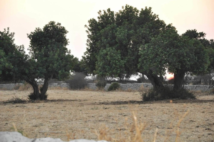 Tenuta Cammarana
