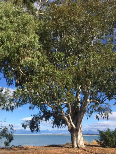 Glenwai