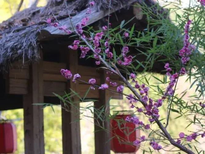 Nuodeng Yuanse Homestay