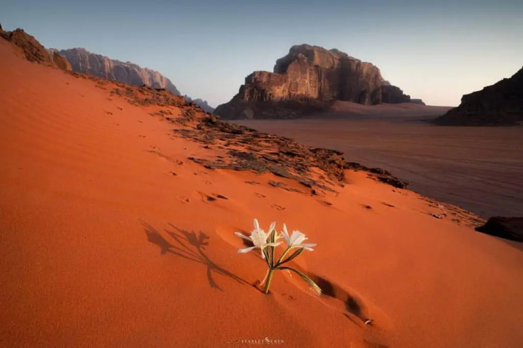 Desert Lovers Camp