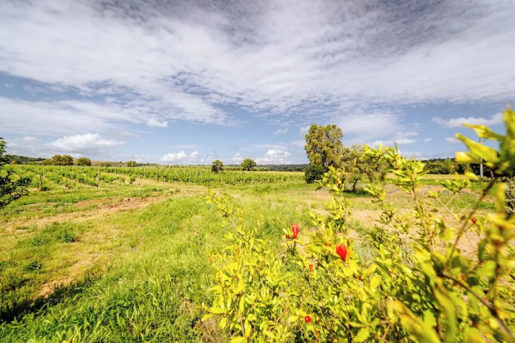 Villa Podere 109 - BioWine