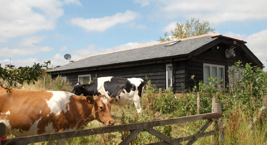 Bull Farm Studios