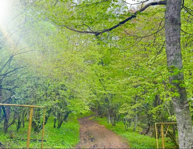Фотография номера Коттеджа Дом с чаном в лесу