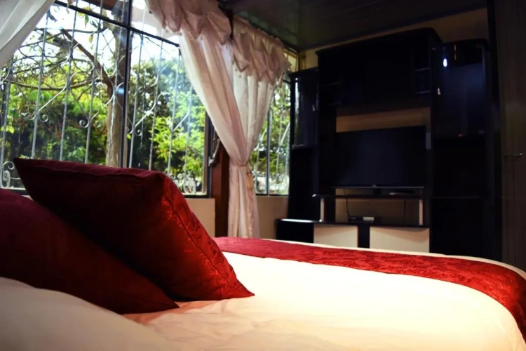 Standard Single room with garden view