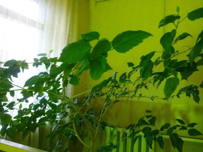 Hotel Kiev-S