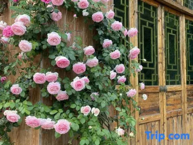 Yueziju Homestay