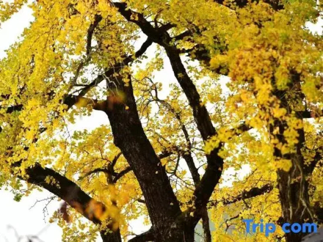 Hangzhou Linan Old Maple Tree Valley-view Hostel