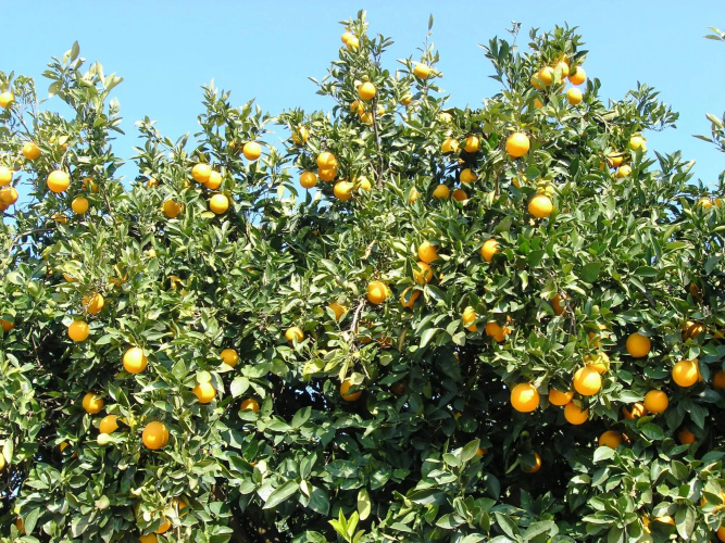 Maros Spitaki in Varipetro