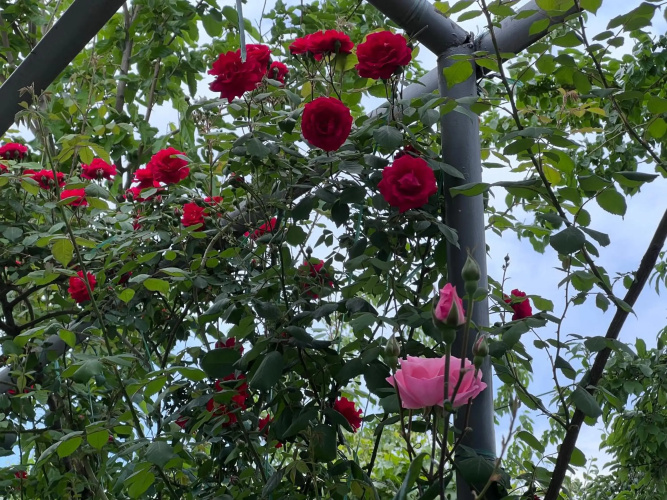 Sunny garden